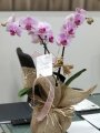 Çiçekçi - İki Dal Pembe Orkide