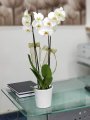 Çiçekçi - İki Dal Beyaz Orkide
