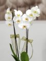 Çiçekçi - İki Dal Beyaz Orkide