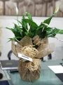 Çiçekçi - Spathiphyllum (Barış Çiçeği)