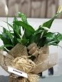 Çiçekçi - Spathiphyllum (Barış Çiçeği)