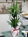 Çiçekçi - İkili Yukka (Yucca)