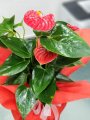 Çiçekçi - Anthurium (Antoryum) Çiçeği