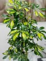 Çiçekçi - Şeflera (Schefflera)