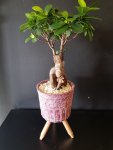 Çiçekçi - Bonsai özel saksı 