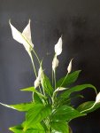 Çiçekçi - Spathiphyllum