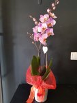 Çiçekçi - Orkide Pembe 