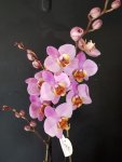 Çiçekçi - Orkide Pembe 