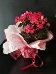 Çiçekçi - Pembe Begonya