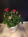 Çiçekçi - Canım Annem saksıda kırmızı gül 