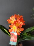 Çiçekçi - Clivia