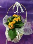 Çiçekçi - Kalansiyo sepette sarı 