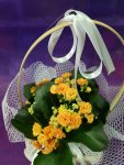 Çiçekçi - Kalansiyo sepette sarı 